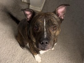 American Pit Bull Terrier – Pit Bull Terrier – Lewisville