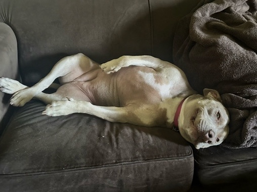 American Pit Bull Terrier – Friendly 4-Year-Old pitbull mix looking for forever home – Hutto