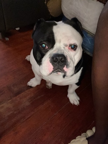 bull – hey his name chico