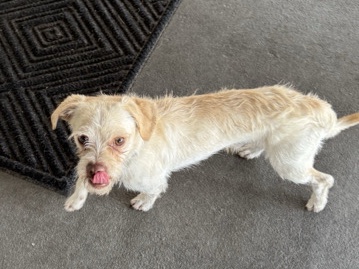 Mixed Breed - Rehoming Young Male Dog  available for adoption in Rialto