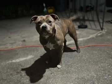 American Pit Bull Terrier – Rehome Brindle Bully “Must Sell” – New York