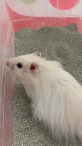 teddy bear hamster