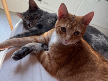 American Shorthair – Bonded Pair of American Shorthair Cats – 3 Years Old – Norfolk