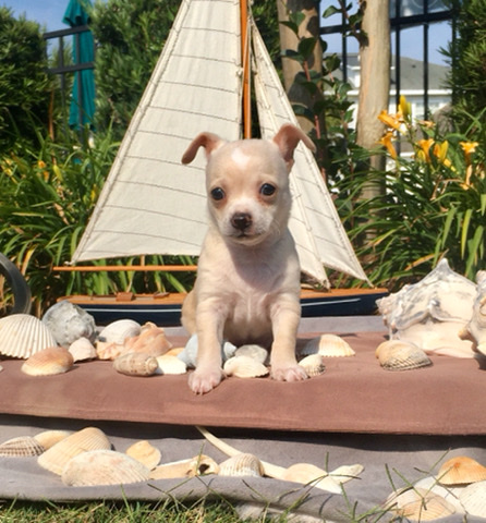Chihuahua – Chiuahua Puppies