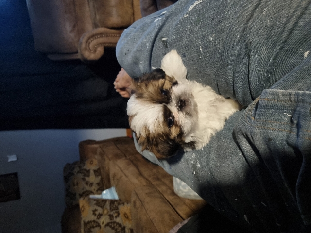 Shih Tzu – shitzu Maltese puppy Boy