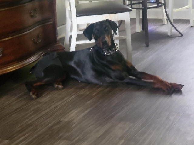 Doberman Pinscher – female doberman