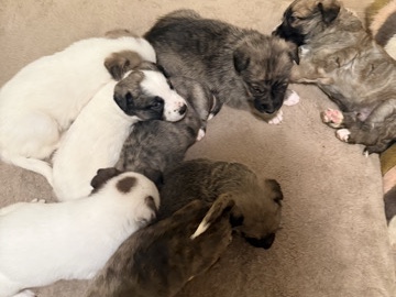 Dutch Shepherd Dog – puppies – Spring