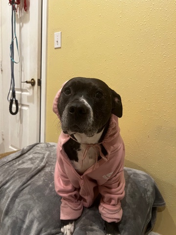 American Pit Bull Terrier – zeke - male