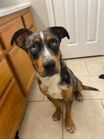 Catahoula Cur – Catahoula leopard dog needs a good home