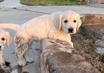 Golden Retriever – Golden Gems Kennel