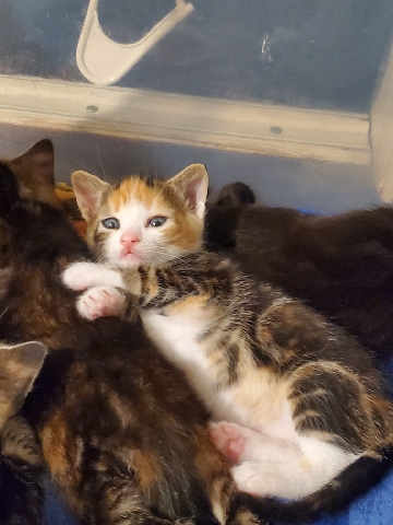 Sunface, the cutest Kitty!