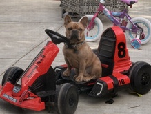 French Bulldog – 1 year old Frenchie – Fairfield