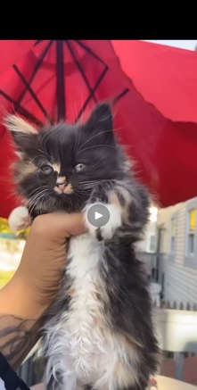 Maine Coon – Maincoon kitty needs a new home