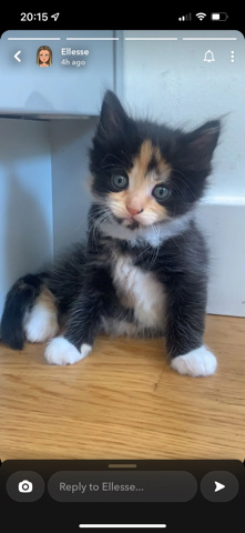 Ragdoll – rag doll kitten