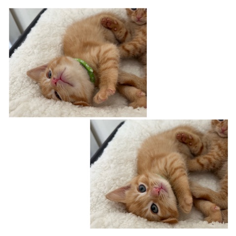 last kitten