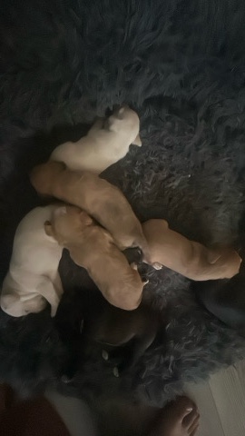 pups