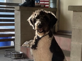 Doodle – Double Doodle – Laurel Hill