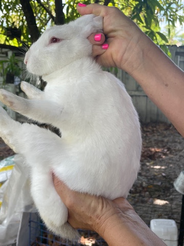bunny