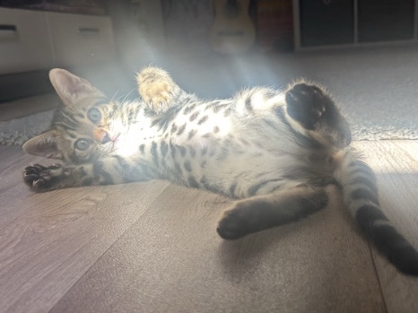 Bengal Kater zu verkaufen – geboren am 24.05.***