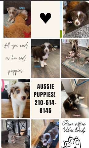 Australian Shepherd – Aussie Puppies