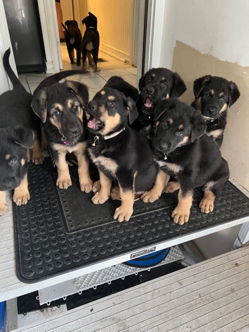 German Shepherd – puré germen shepherd puppies
