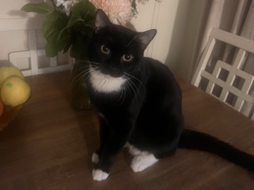 Sweet 9-Month-Old Male Cat Looking for a Loving Home 🐾 – New York