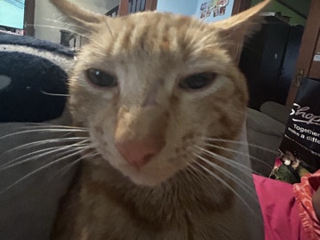 Rehoming 1 year old cat – New York