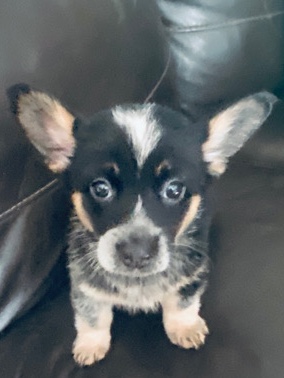 Pembroke Welsh Corgi – Female-black-corgi-puppy-for-luving-home.