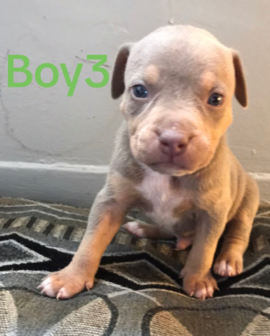 American Pit Bull Terrier – pocket bully pup