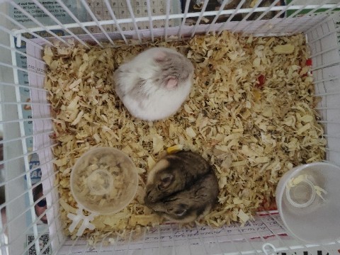 Hamster – Cute & Healthy Hamster Looking for a Loving Home 🏡🐹 – Bengaluru