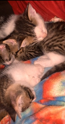 Russian White, Black and Tabby – kittens for sale
