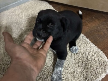 Australian Cattle Dog – Blue heeler pups ! – Gainesville