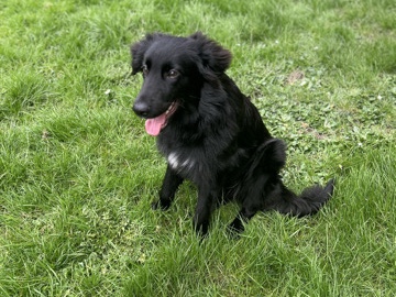 Mixed Breed – Looking for a new home please read description – Aylesbury