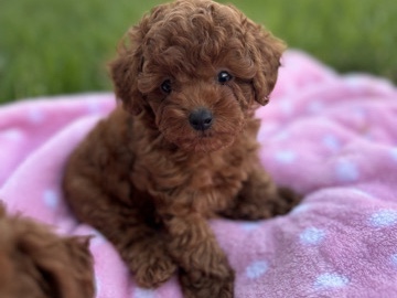 Poodle – Toy Poodle Red Male