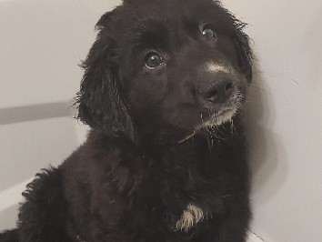 Goldendoodle - goldendoodle puppies available for adoption in Tillsonburg