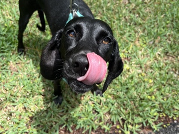 Treeing Walker Coonhound – Friendly 3-Year-Old Treeing Walker Coonhound in Saint Augustine – Saint Augustine