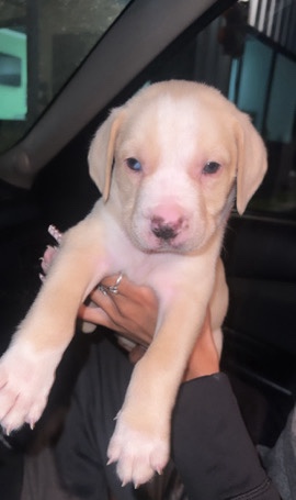 American Pit Bull Terrier – Yankee Needs A Home