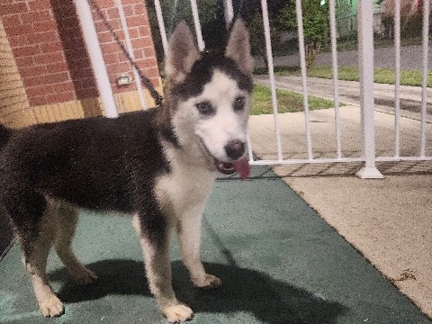 Siberian Husky – 6 month siberian Husky – Jacksonville