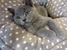 British Shorthair – British Shorthair kitten – Hounslow