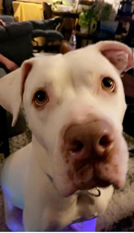 American Pit Bull Terrier – Powder (Aka Boogie)