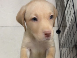 Labrador Retriever -  Adorable Labrador Retriever Puppy for Sale  available for adoption in Dubai