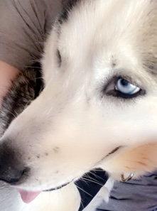 Nova is a very sweet girl . She’s husky .