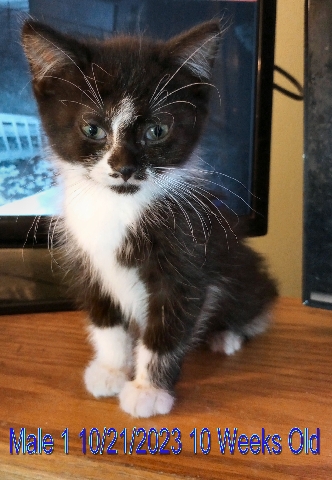 American Shorthair โ Adorable Kittens Need a Home