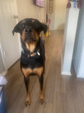 Rottweiler – Rottweiler lab mix
