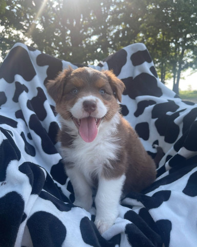 Australian Shepherd – AKC LunaAustralian Shepherd