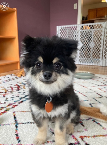 Pomeranian – orange Pomeranian miniature poodle mix