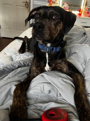 Winston , Hound Mix