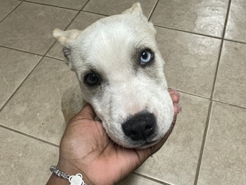 Siberian Husky – Siberian Husky Mixed