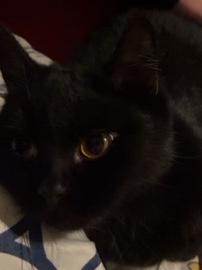 British Shorthair – Katze ab zu geben in ein neues gutes zu Hause – Aschersleben