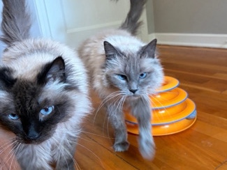 Siamese – FOSTERS ONLY NOT REHOMING – La Crosse